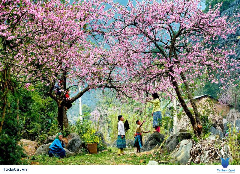 Hoa đào mộc châu